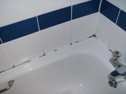 Как бороться с плесенью в ванной и других помещениях
